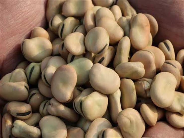 سعر الفول الصحيح السائب اليوم في منافذ تابعة للمحافظة  - أحدث الأسعار والتفاصيل